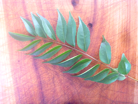 Curry leaves curry-leaves