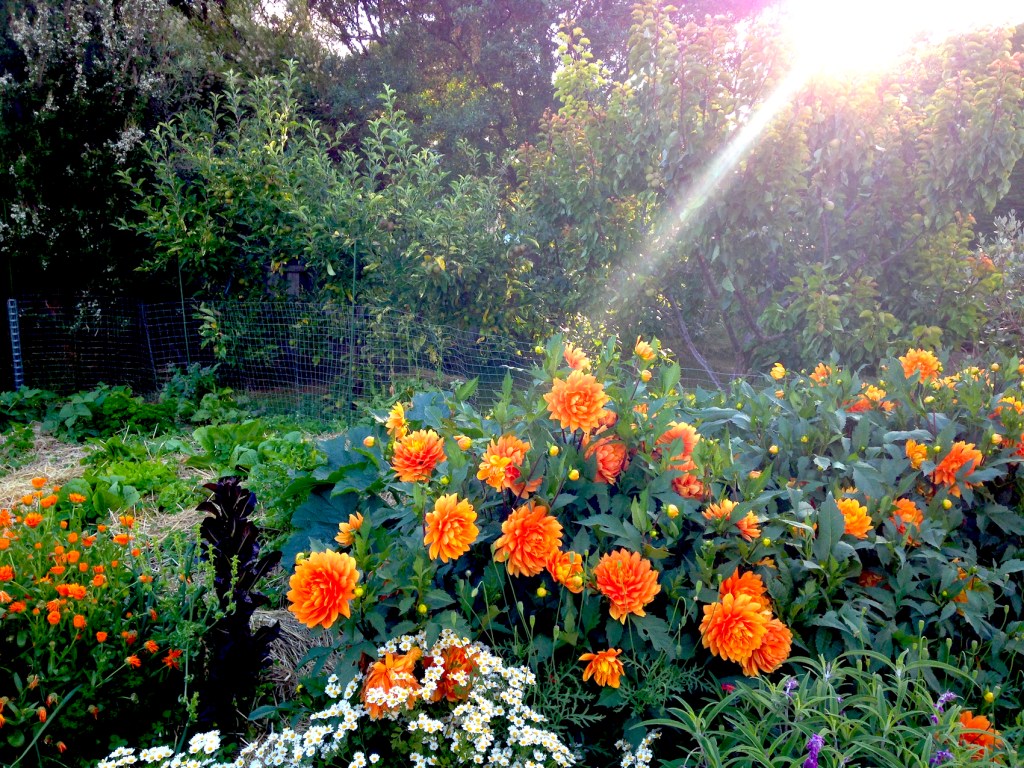 Blackman's Bay Tasmania